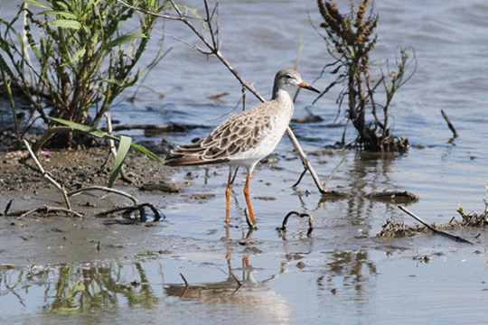 kemphaan, excursie Marker Wadden Fogol