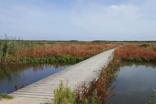 Landschap, excursie Marker Wadden Fogol