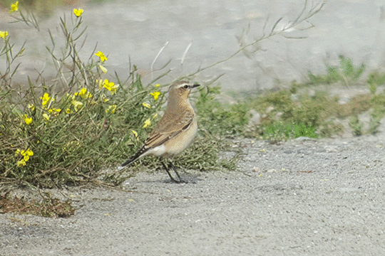 tapuit, excursie Fogol Marker Wadden