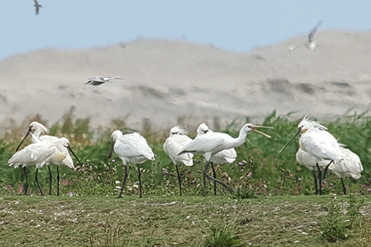 lepelaars, excursie Marker Wadden Fogol