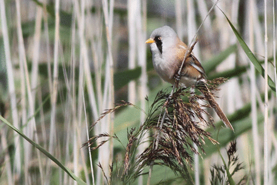 baardman, excursie Marker Wadden Fogol