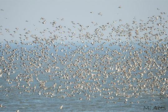 Groep Toppers op IJsselmeer