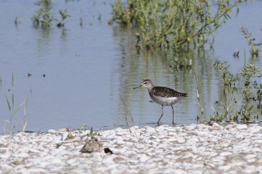 bosruiter, excursie Fogol Marker Wadden