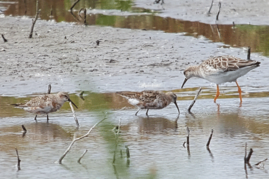 krombekstrandlopers en kemphaan, excursie Marker Wadden Fogol