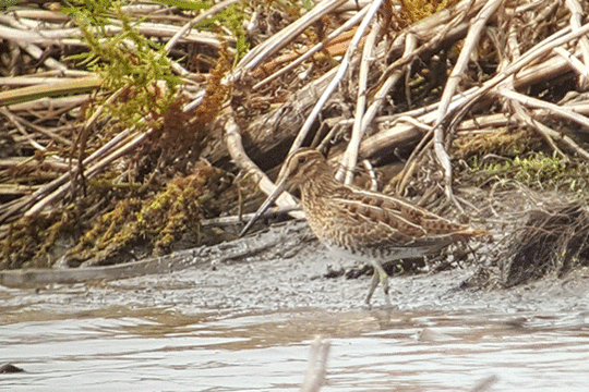 watersnip, excursie Fogol Marker Wadden