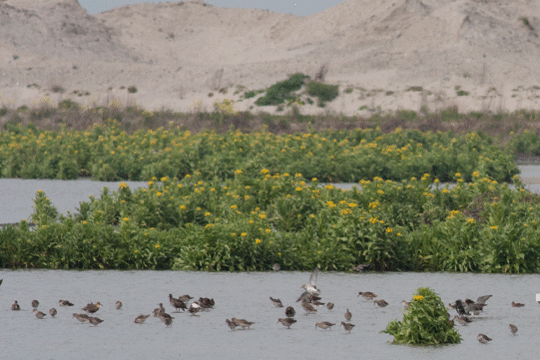 kemphanen, excursie Marker Wadden Fogol