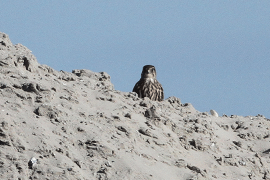 Smelleken, excursie Marker Wadden Fogol