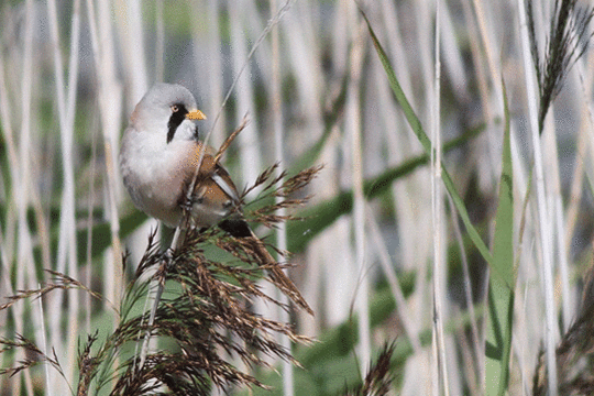 Baardman, excursie Marker Wadden Fogol