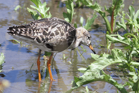 Kemphaan, excursie Fogol Marker Wadden