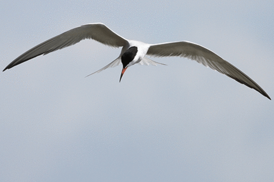 Visdief, excursie Marker Wadden Fogol