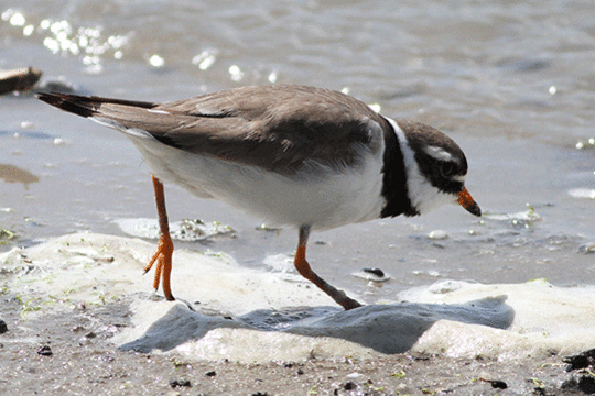 bontbekplevier, excursie Marker Wadden Fogol