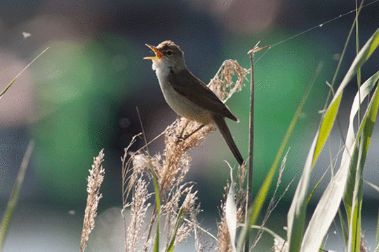 kleine karekiet, excursie Marker Wadden Fogol