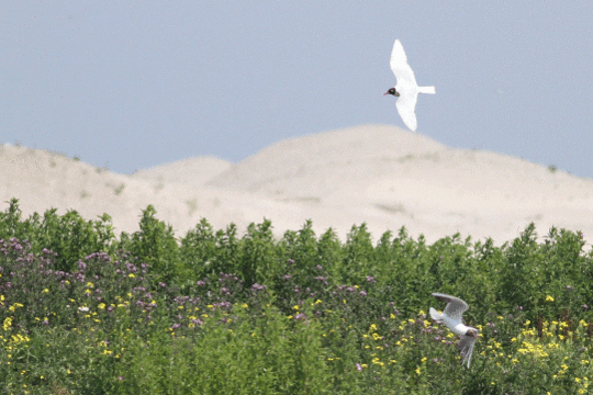 Zwartkopmeeuw, excursie Marker Wadden Fogol