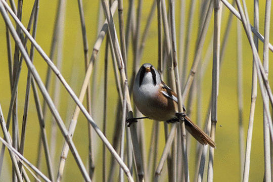 Baardman, excursie Marker Wadden Fogol