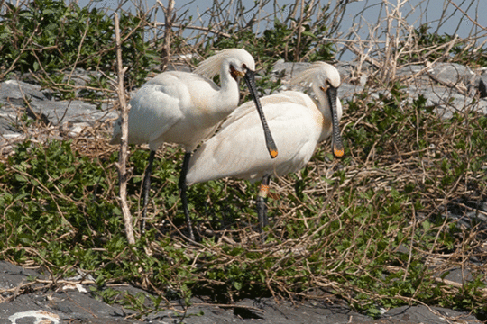 lepelaars, excursie Fogol Marker Wadden