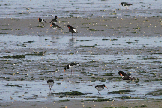 scholeksters, excursie Fogol Marker Wadden