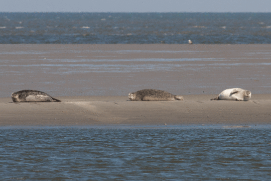 zeehonden, excursie Fogol Marker Wadden