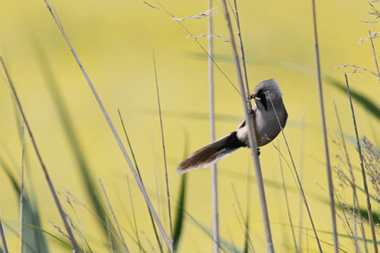 baardman, excursie Fogol Marker Wadden