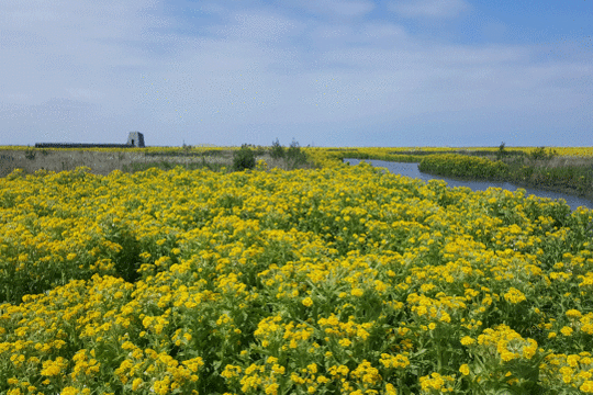 Moerasandijvie, excursie Marker Wadden Fogol