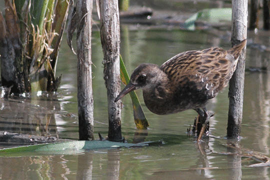 Waterral, excursie Marker Wadden Fogol