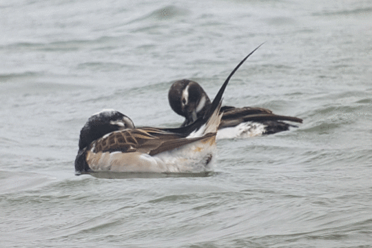 Paar ijseend, excursie Marker Wadden Fogol