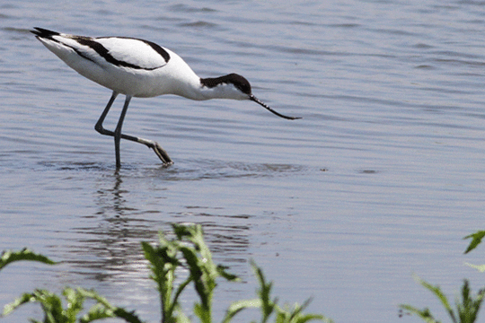 Kluut, excursie Marker Wadden Fogol