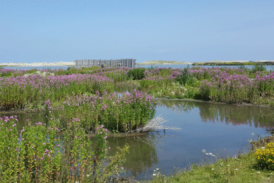 Wilgenroosjes, excursie Marker Wadden Fogol