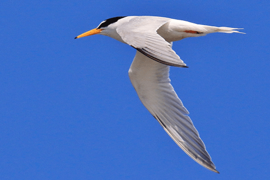 Dwergstern, excursie Marker Wadden Fogol