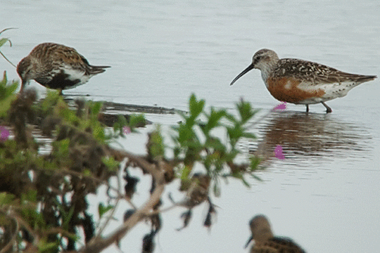 Krombekstrandloper en bonte strandloper, excursie Fogol Marker Wadden