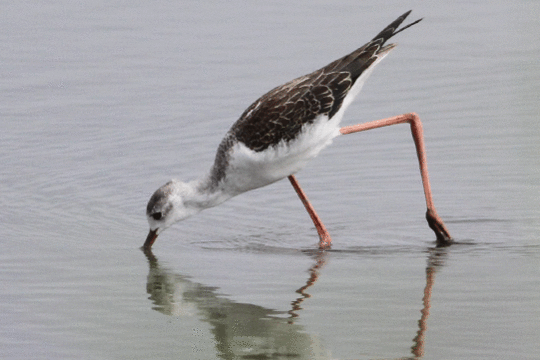 steltkluut, excursie Marker Wadden Fogol