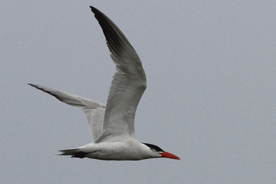 Reuzenstern, excursie Marker Wadden Fogol