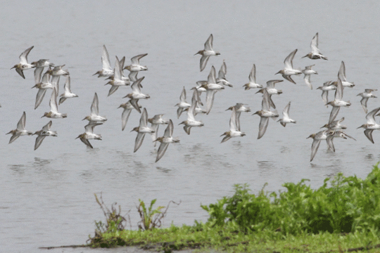 stelten, excursie Marker Wadden Fogol