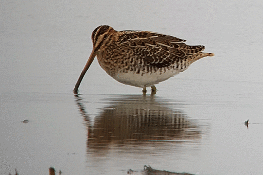 watersnippen, excursie Fogol Marker Wadden