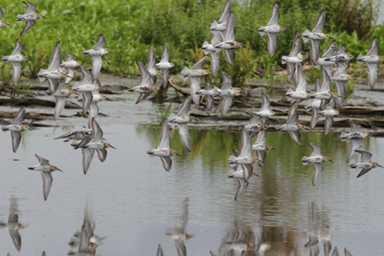 Stelten, excursie Marker Wadden Fogol