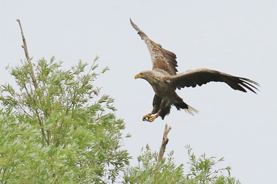 Zeearend, excursie Fogol IJsselmonding