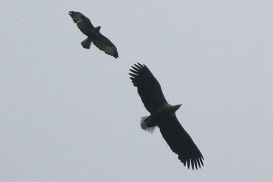 Zeearend, excursie Fogol IJsselmonding