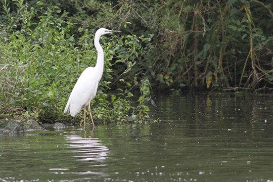 grote zilverreiger, excursie IJsselmonding Fogol