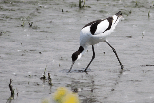 kluut, excursie Fogol Marker Wadden