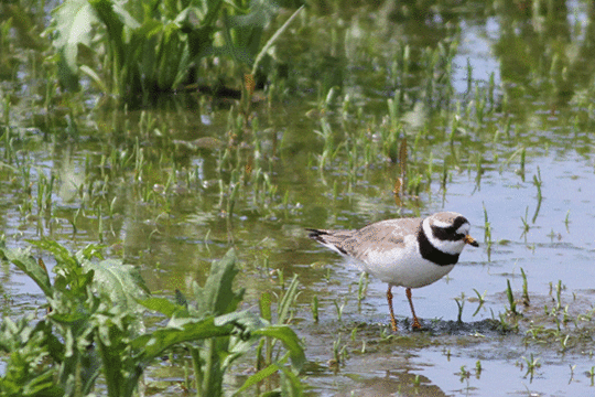 bontbekplevier, excursie Marker Wadden Fogol