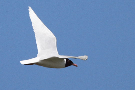 Zwartkopmeeuw, excursie Marker Wadden Fogol