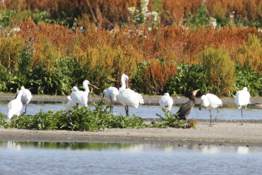 lepelaars, excursie Marker Wadden Fogol