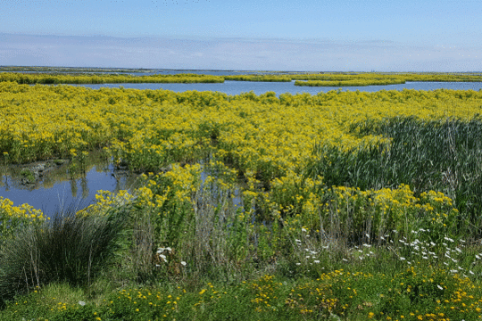 kluut, excursie Marker Wadden Fogol