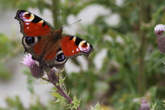 dagpauwoog, excursie Marker Wadden Fogol