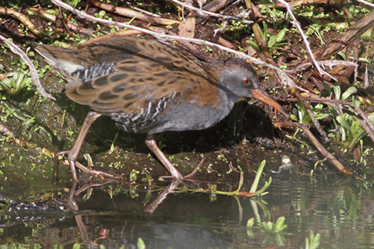 Waterral, excursie Marker Wadden Fogol