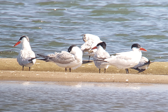 Reuzenstern, excursie Marker Wadden Fogol