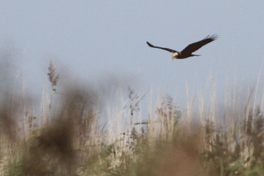 Bruine kiekendief, excursie Marker Wadden Fogol