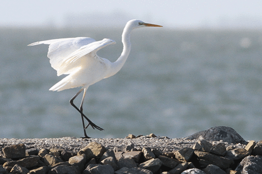 grote zilverreiger, excursie Fogol Marker Wadden