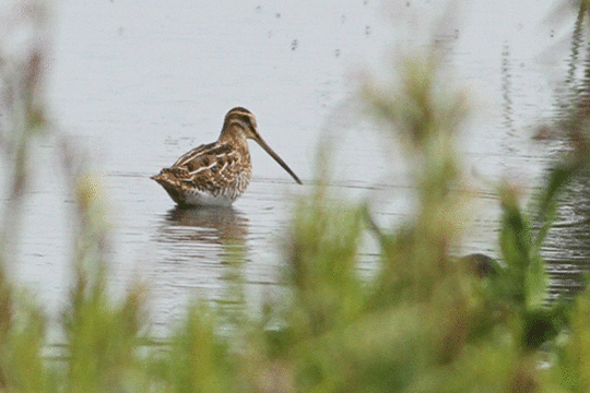 watersnip, excursie Marker Wadden Fogol