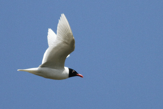 zwartkopmeeuw, excursie Marker Wadden Fogol