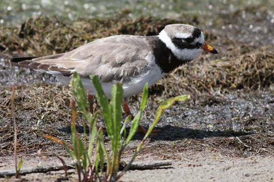 bontbekplevier, excursie Marker Wadden Fogol